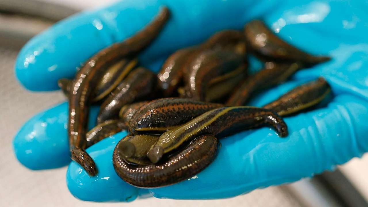Man allegedly had thousands of leeches stuffed into luggage: report