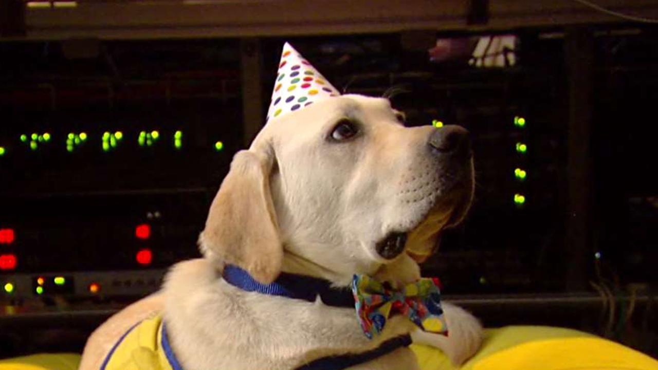 Happy birthday, Spike! Canine Companion turns one