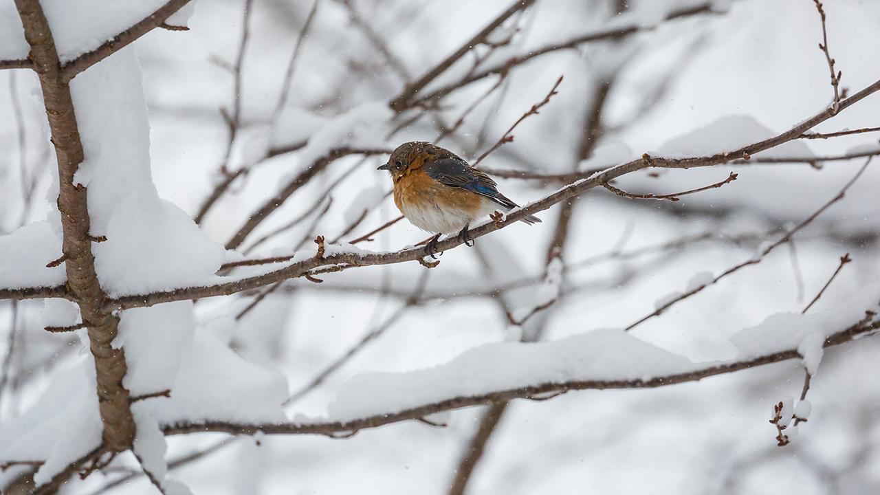 What happens to birds during the polar vortex?
