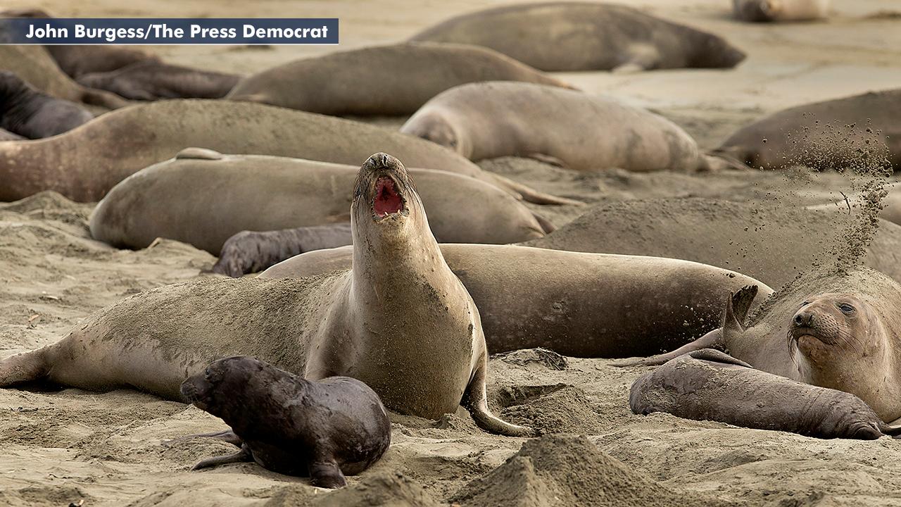 Elephant seals invade popular California beach during government shutdown