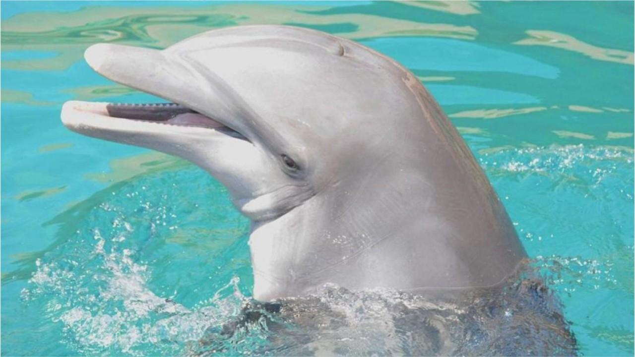 Fourth bottlenose dolphin dies at Dolphinaris Arizona in less than two years