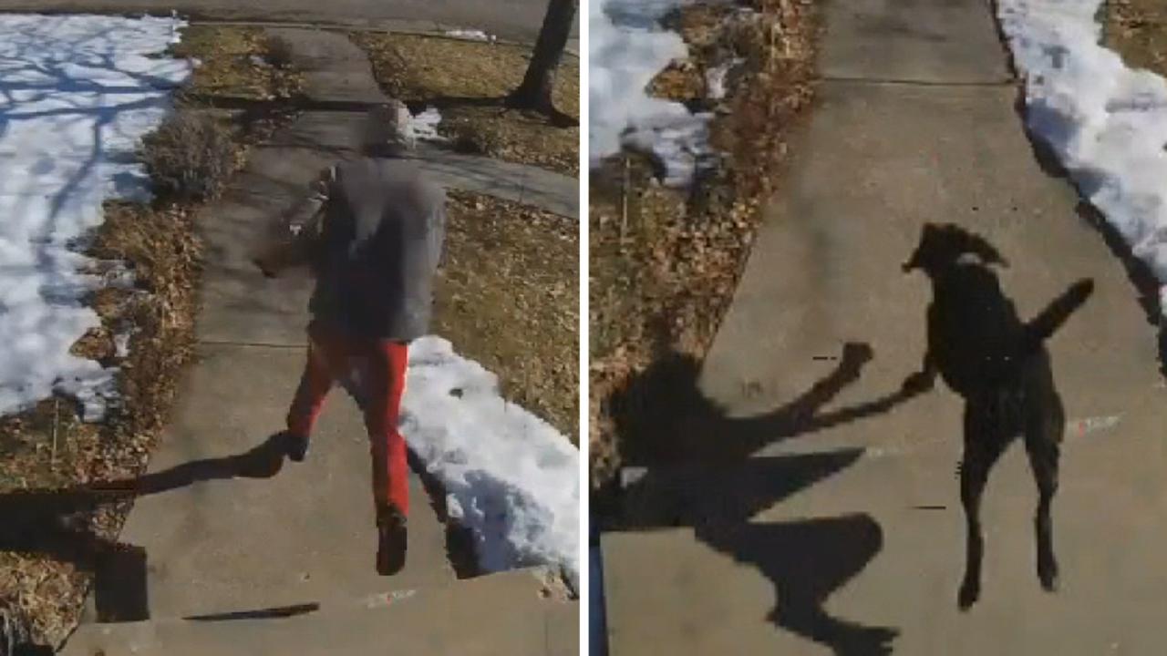 Family dog chases down porch pirate in Utah