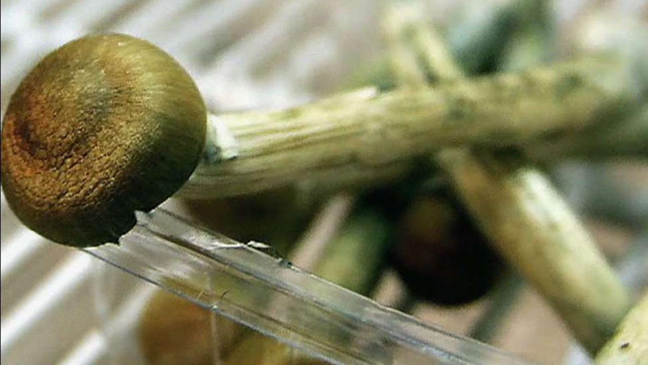 Denver voters set to decide whether to decriminalize psychedelic mushrooms