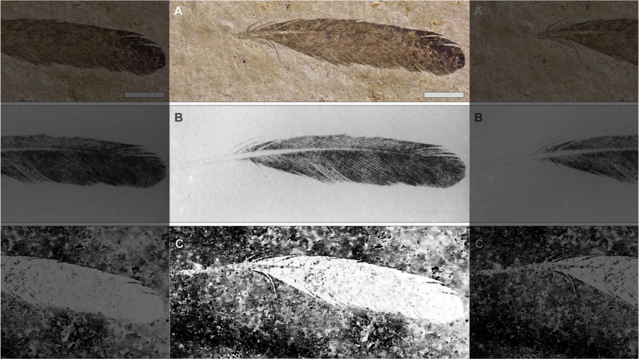 First dinosaur feather ever discovered reveals mysterious secrets
