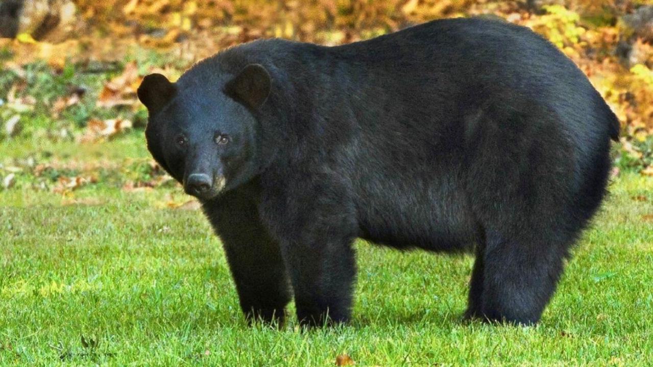 Autopsy reveals a Tennessee man died of a meth overdose before being eaten by a bear at a park