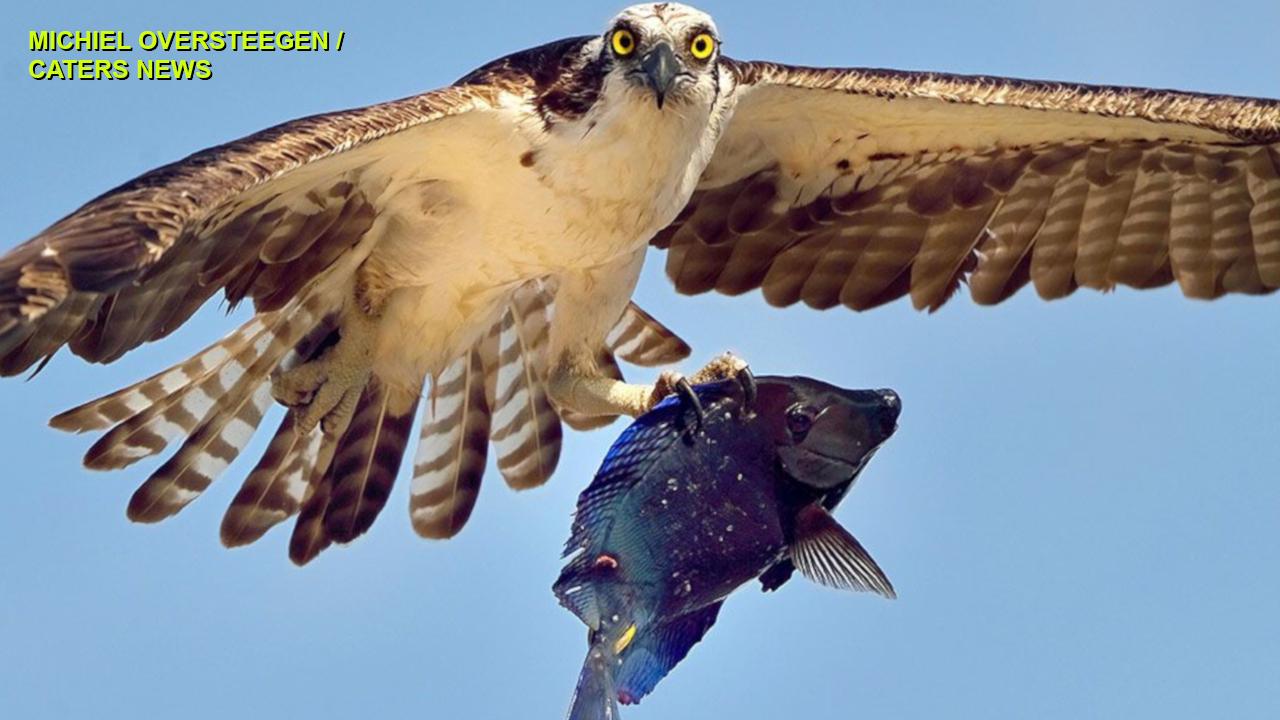 STUNNING IMAGES: Osprey carries off vibrant-blue coral reef fish in Aruba