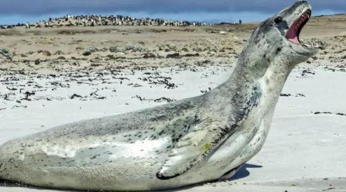 Scientists have found a USB memory stick in ‘reasonably good condition’ inside a slab of leopard seal poop