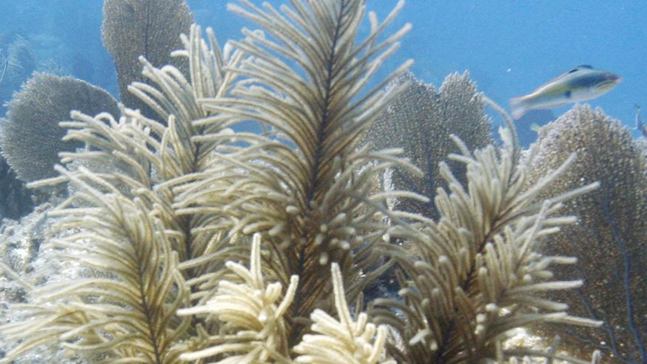 Florida's Key West bans sunscreen ingredients that scientists say contribute to coral reef 'bleaching'