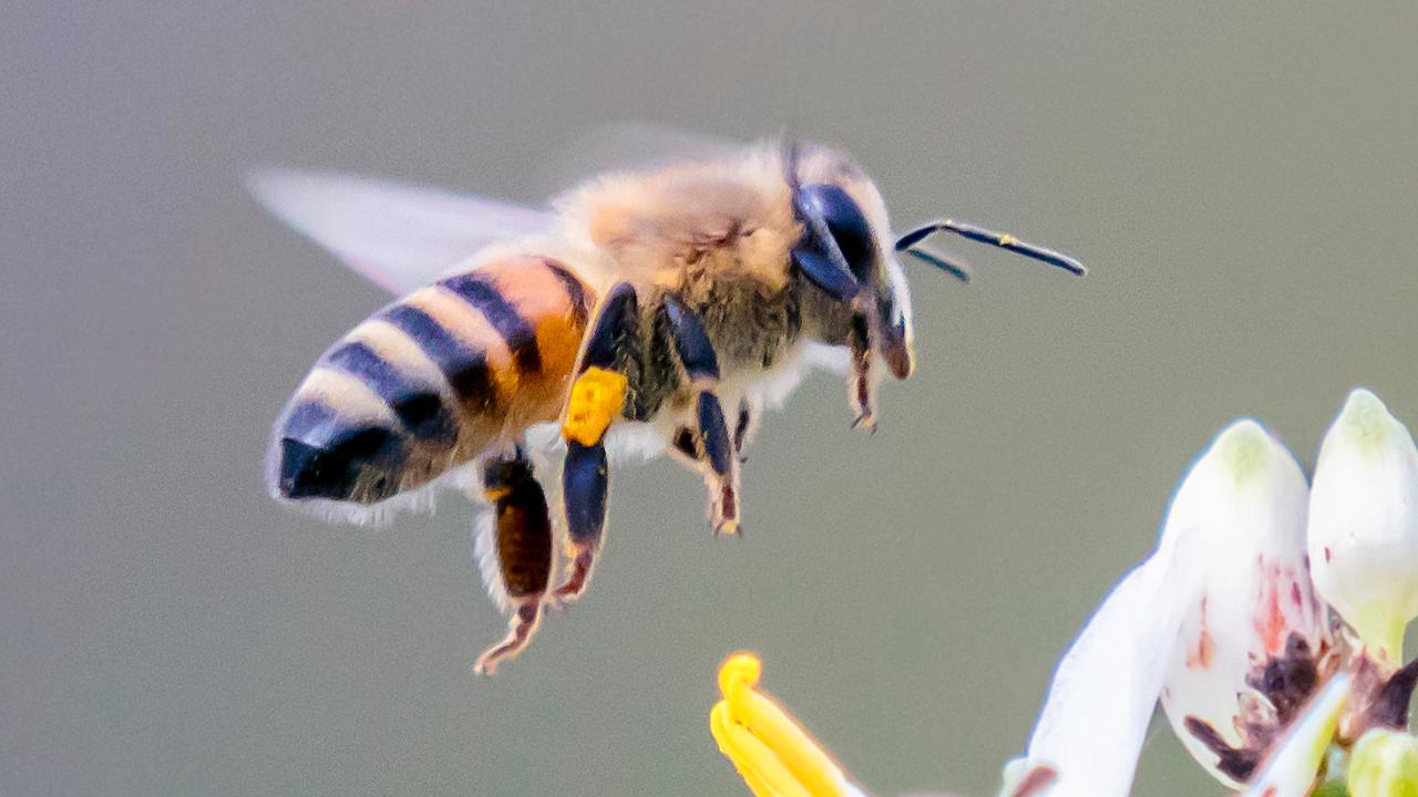 Bees can solve math problems the average toddler can't