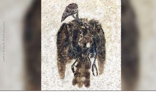 52-million-year-old bird fossil found with feathers still attached in Wyoming