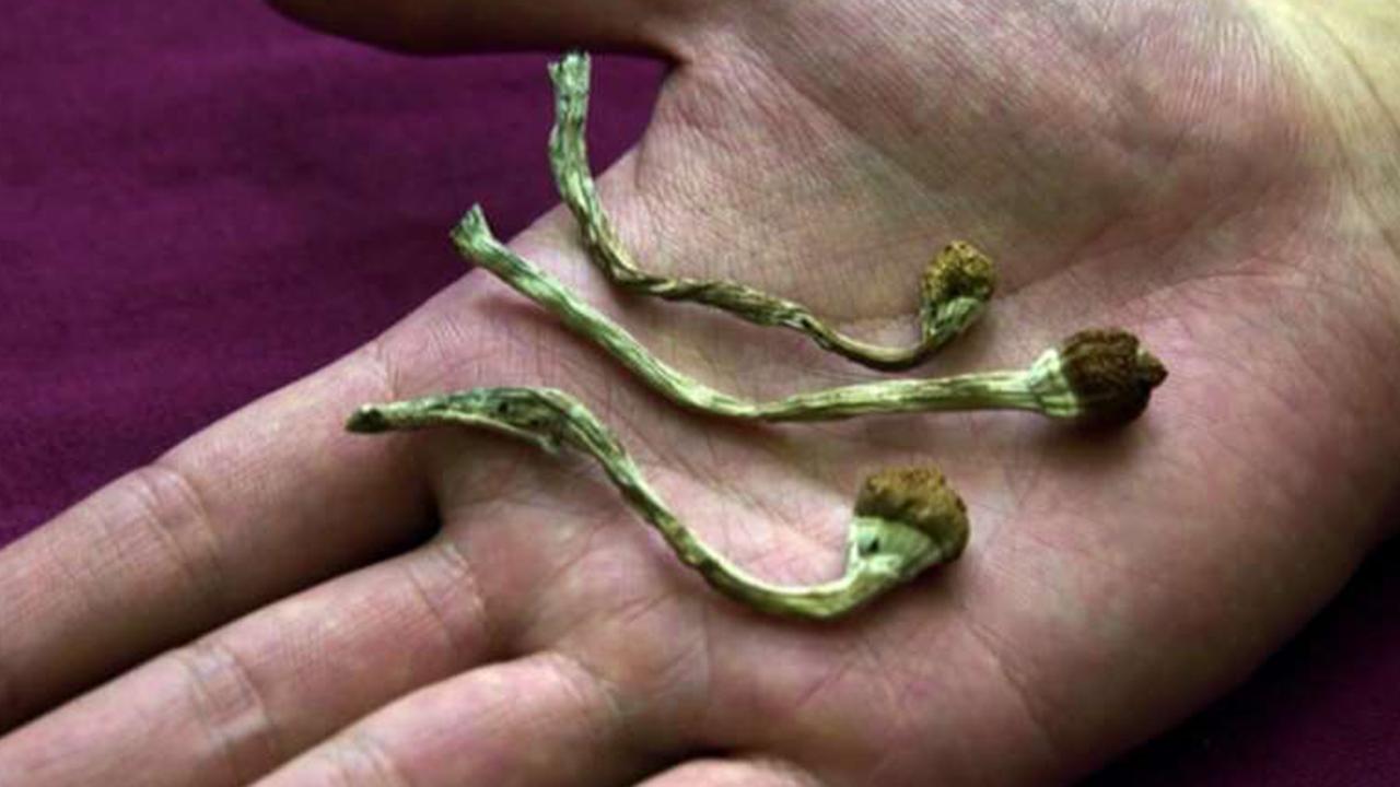Voters in Denver will soon decide whether magic mushrooms should be decriminalized
