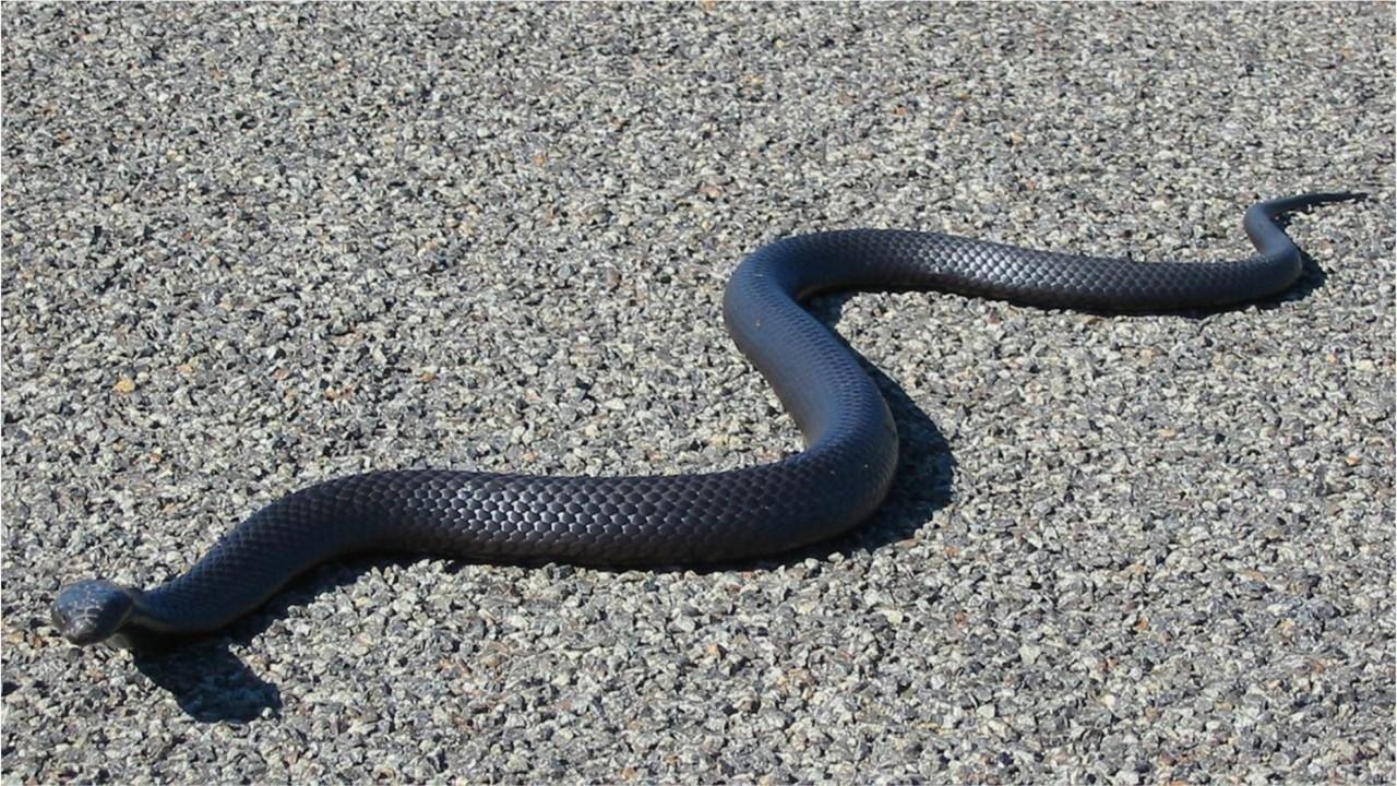 Indonesia police used live snake to torture Papuan man suspected of phone theft