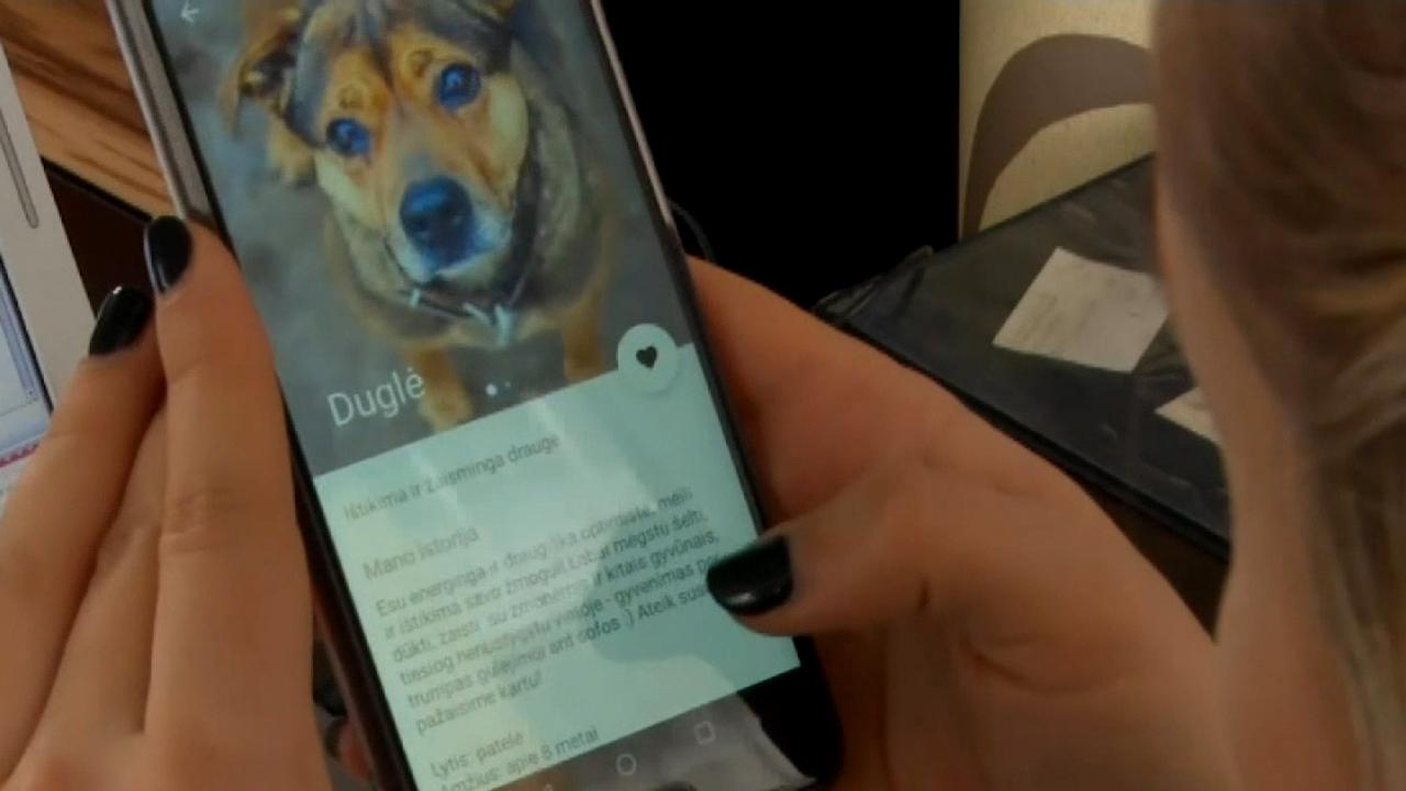 New app matches dogs in local shelters with folks looking to give a pooch a new home
