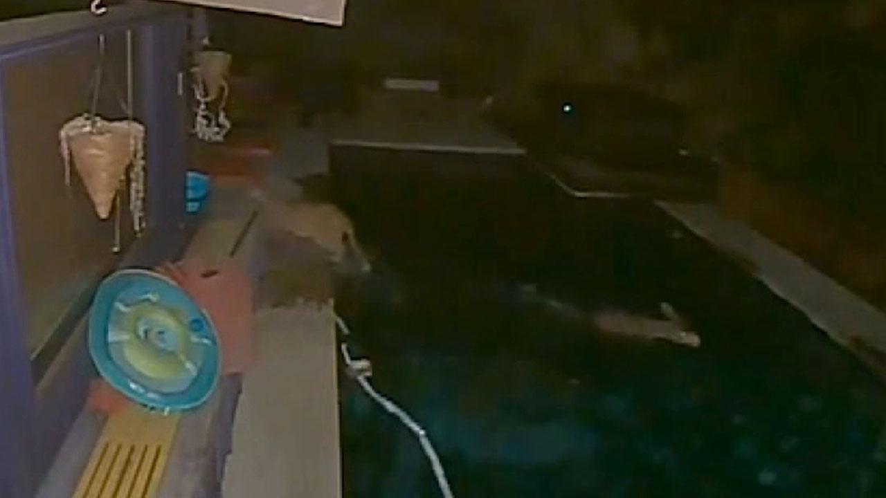 Mountain lion chases deer into the California family's swimming pool