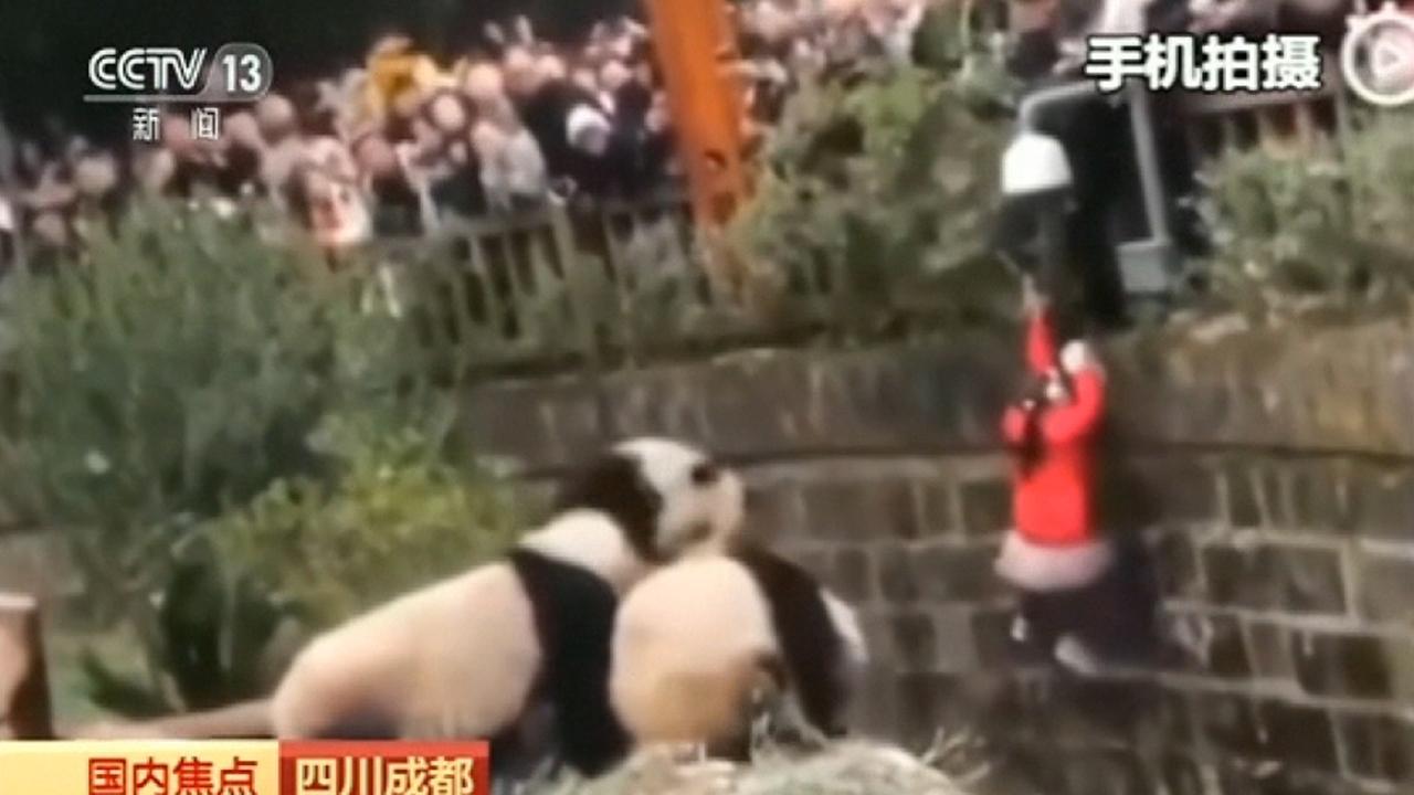 Little girl pulled to safety after falling into panda enclosure in China