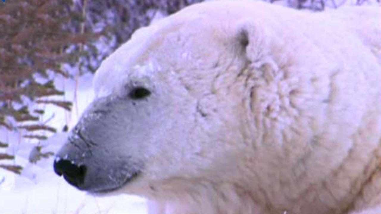Reports: Dozens of polar bears invade remote Russian town