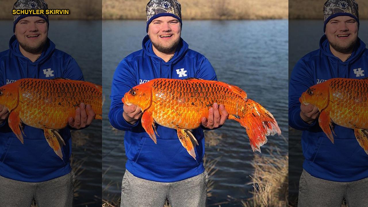 Fisherman catches massive 'goldfish' with biscuit as bait