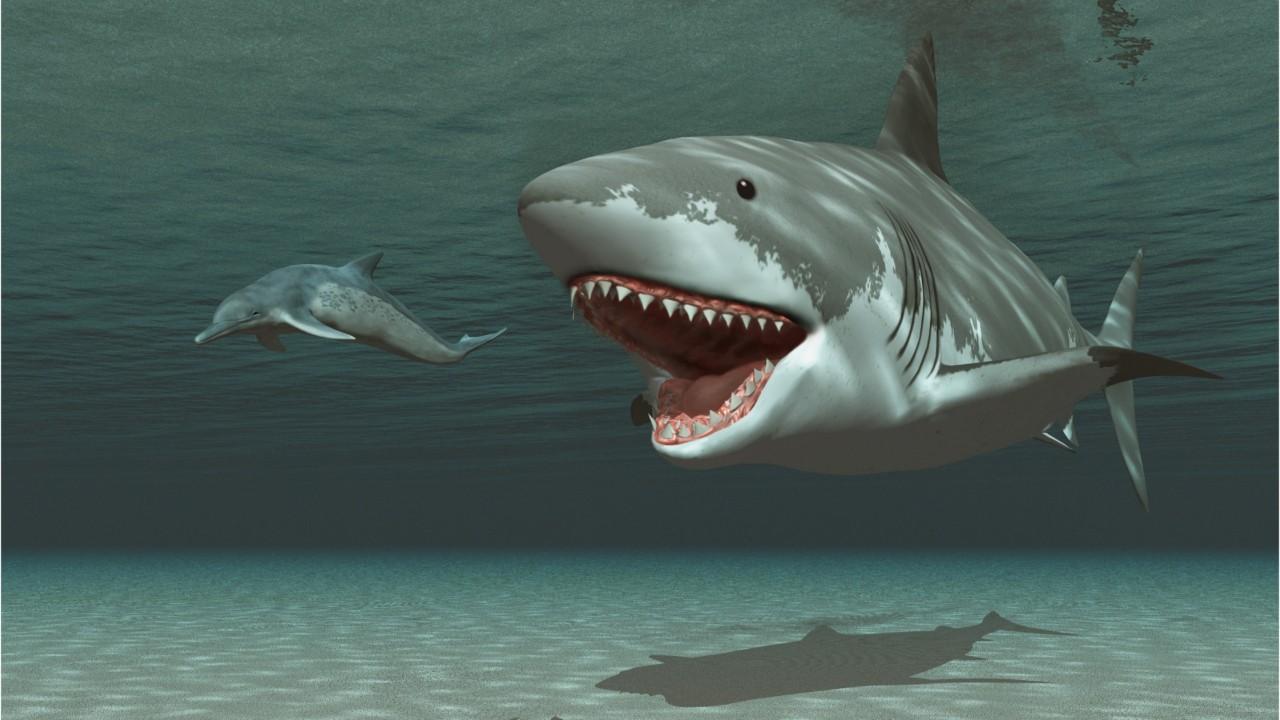 Megalodon killer shark may have been wiped out by great whites
