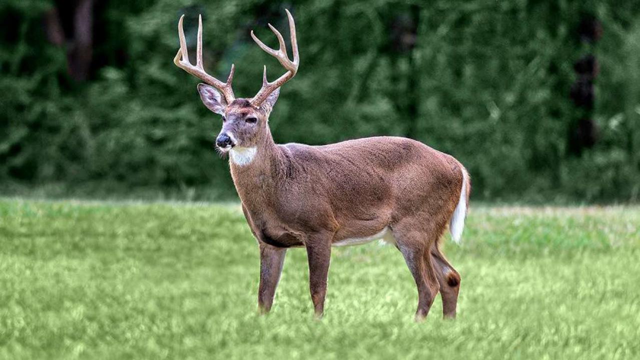 Deadly ‘zombie’ deer disease could spread to humans