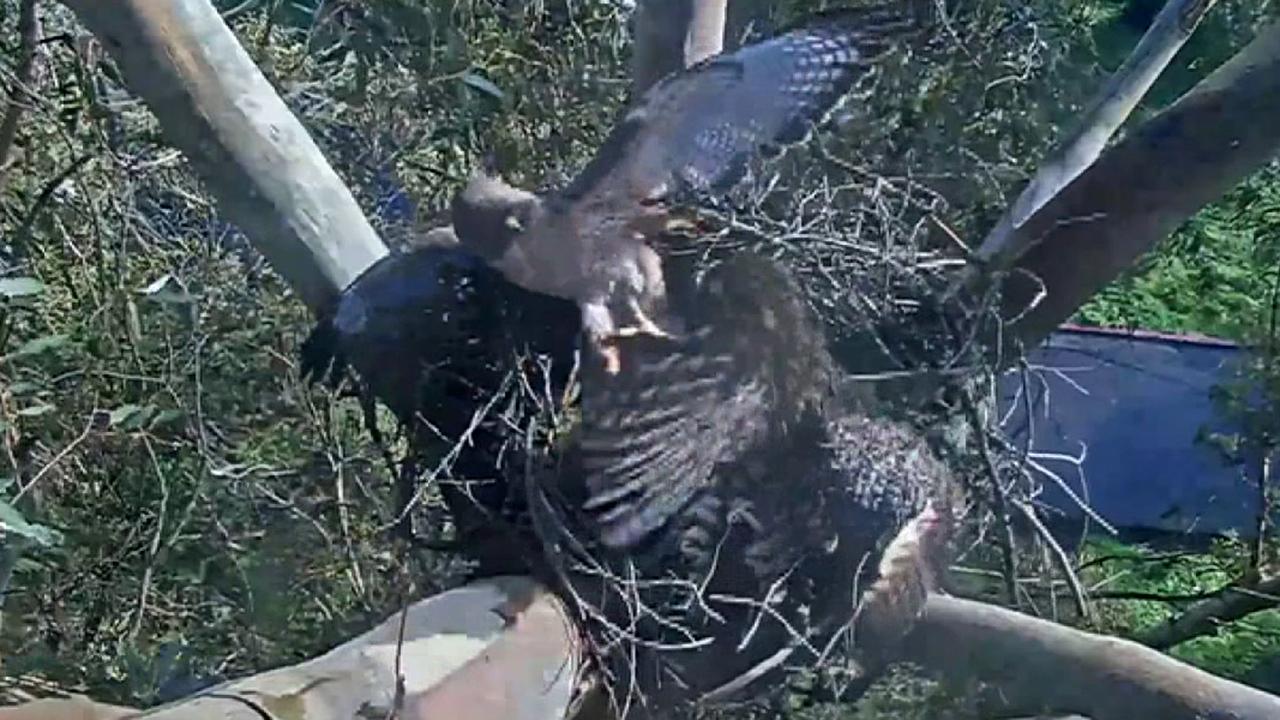 Owl evicts hawk from webcam nest