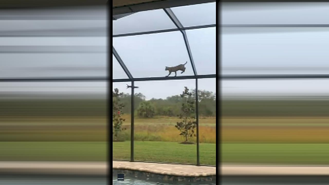 Bobcat stalks squirrel across Florida homeowner's pool roof