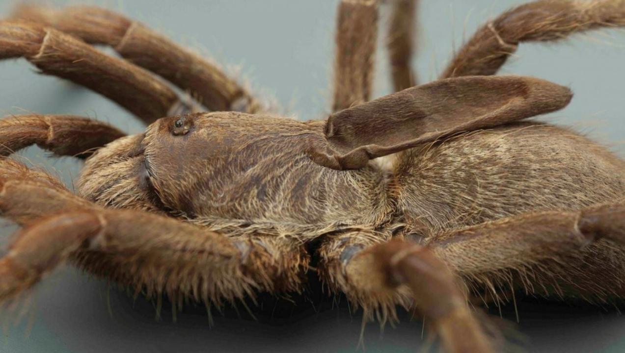 New tarantula with weird horn on its back discovered 