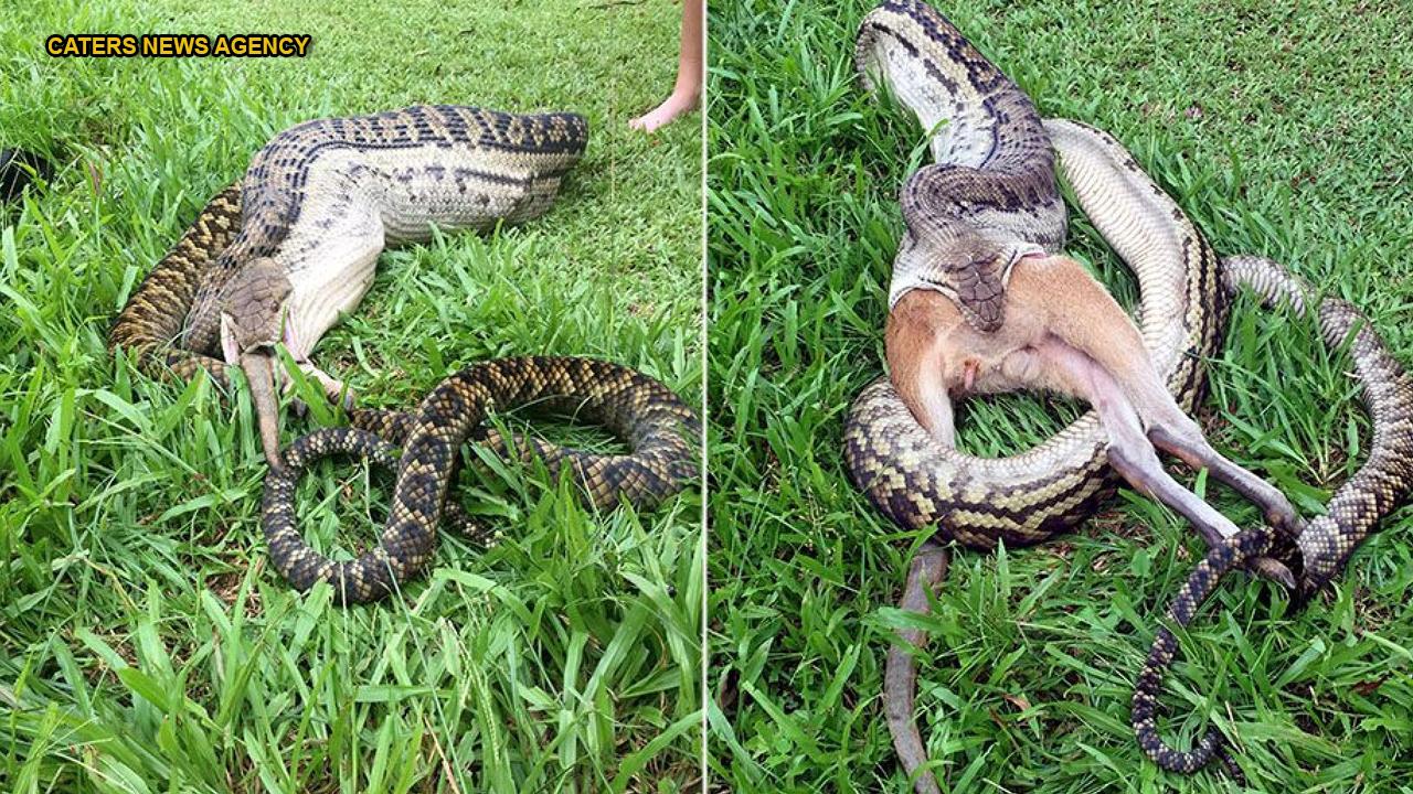 Shocking Photos: Giant python devours wallaby in Australia