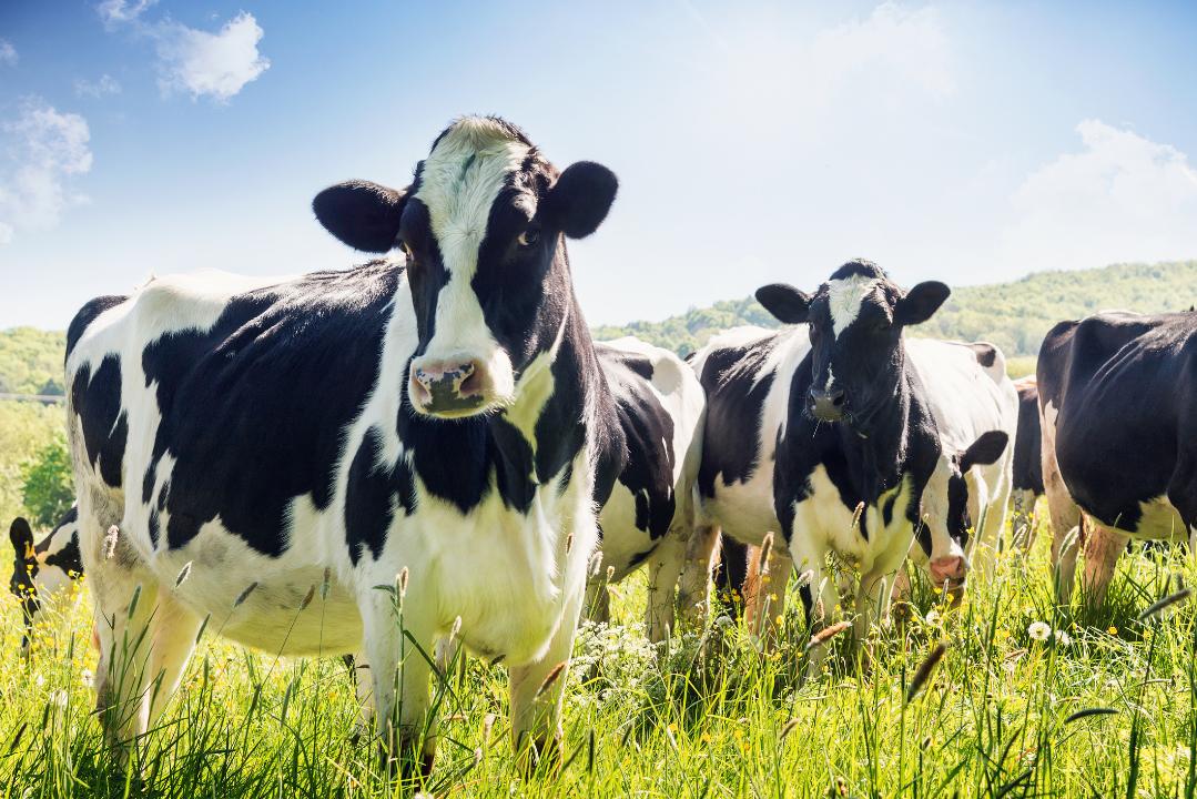 A new dating app for cows
