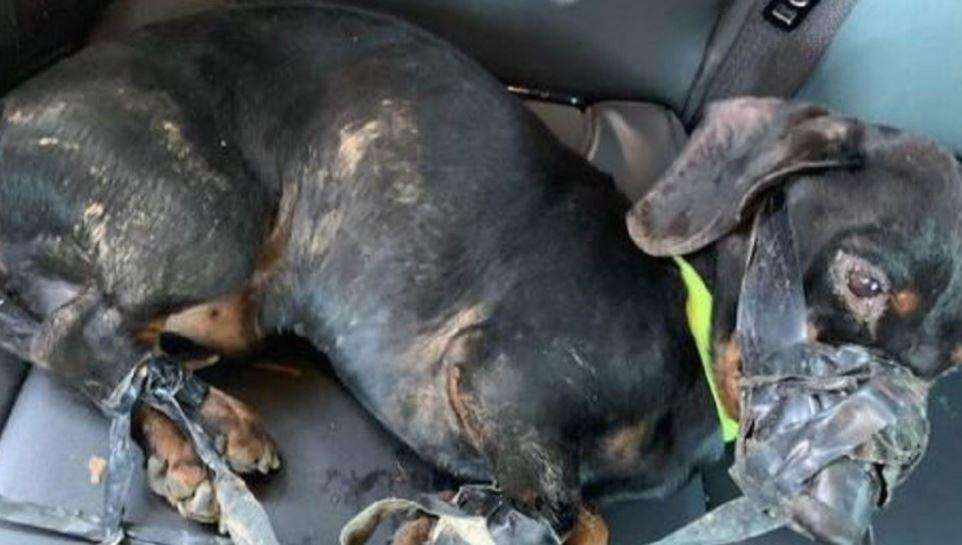 Police: Missouri man wrapped the legs and mouth of a dachshund with duct tape before dumping it in a ditch