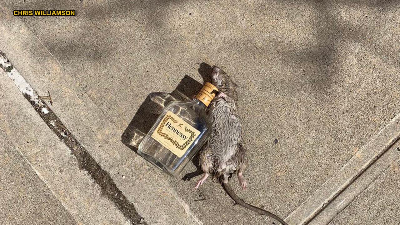 'Hennessy rat' goes viral: 'Might need mouse to mouse resuscitation'