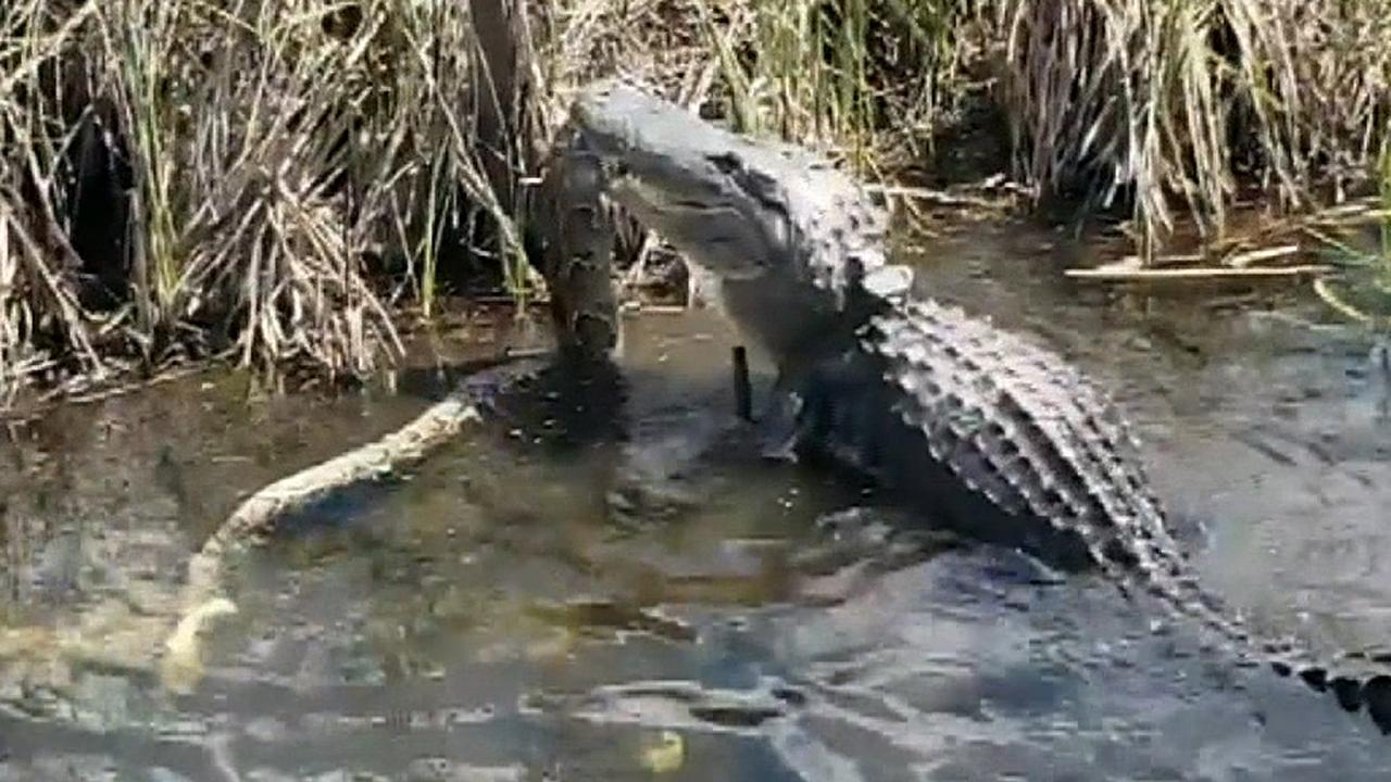 Alligator attacks python in Florida's Everglades National Park