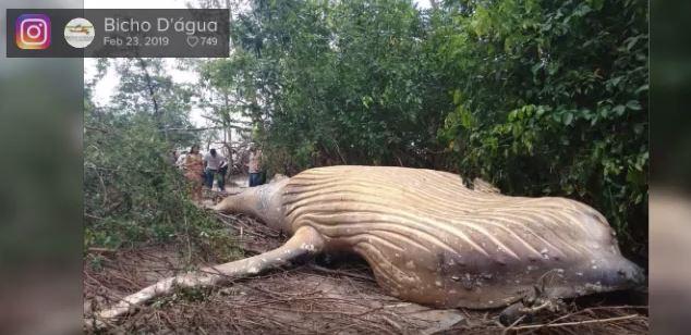 Mystery surrounds humpback whale found dead in Brazil’s Amazon jungle