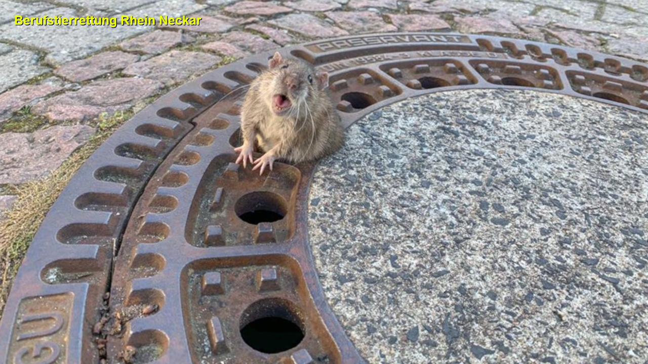 WILD PICS: What happened when this chubby rat got stuck in a grate?