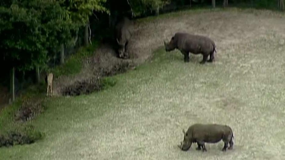 Zookeeper injured after getting struck by rhino's horn