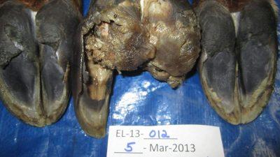 Washington Dept of Fish and Wildlife: A case of elk hoof disease has been discovered in Washington’s Blue Mountains