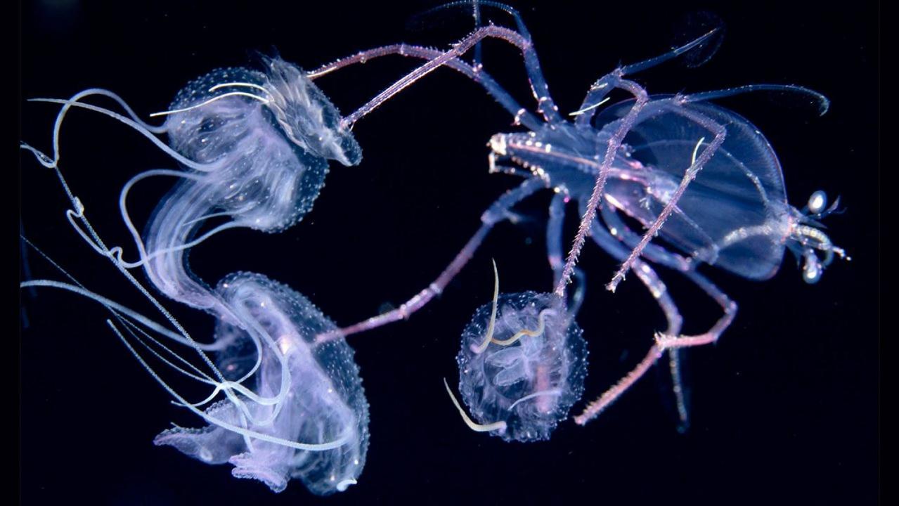 Stunning images show neon squid, sea butterflies and other creatures in deep reaches of Pacific Ocean