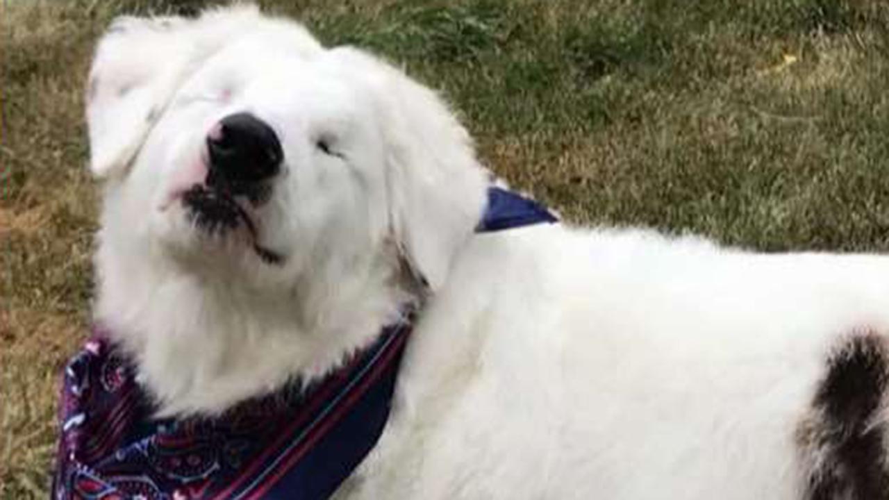 Disabled dog gets second life inspiring others