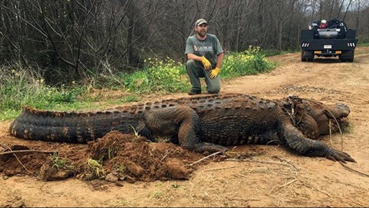 Massive 700-pound alligator discovered in Georgia ditch