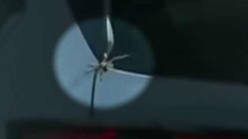 Huge spider sneaks into car in Australia