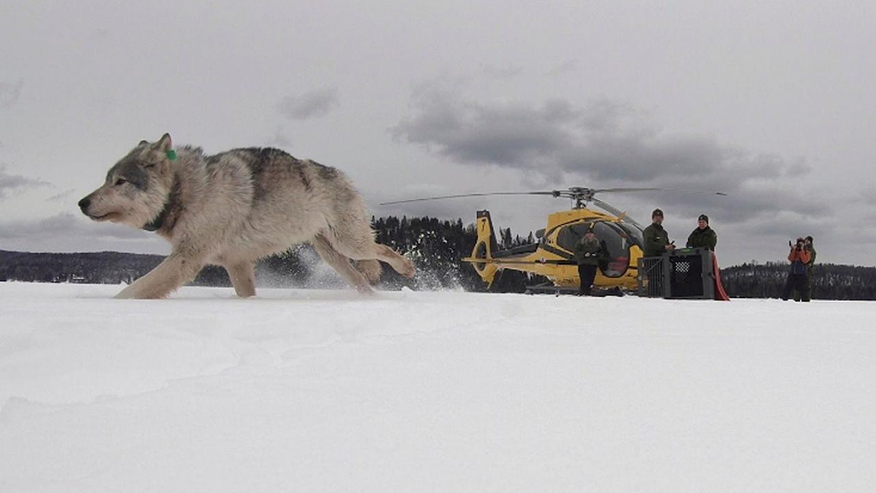 Canadian wolves air-dropped in Michigan national park to deal with moose