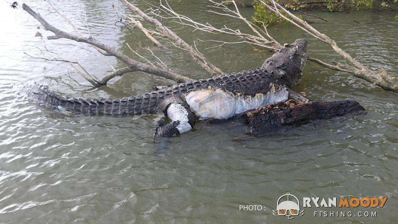 Australian town left devastated after beloved 15ft, 80-year-old crocodile is found dead