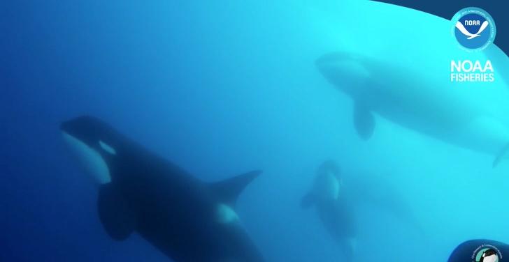 Mystery Killer Whales discovered in Chile