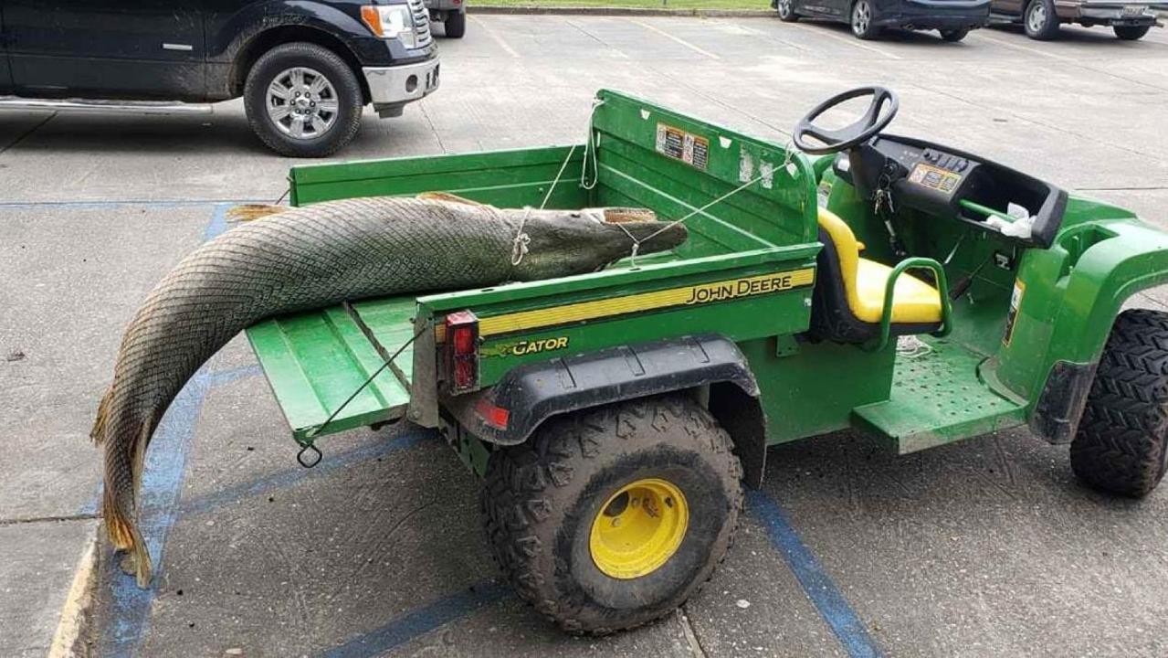 Huge alligator gar pulled from Louisiana lagoon