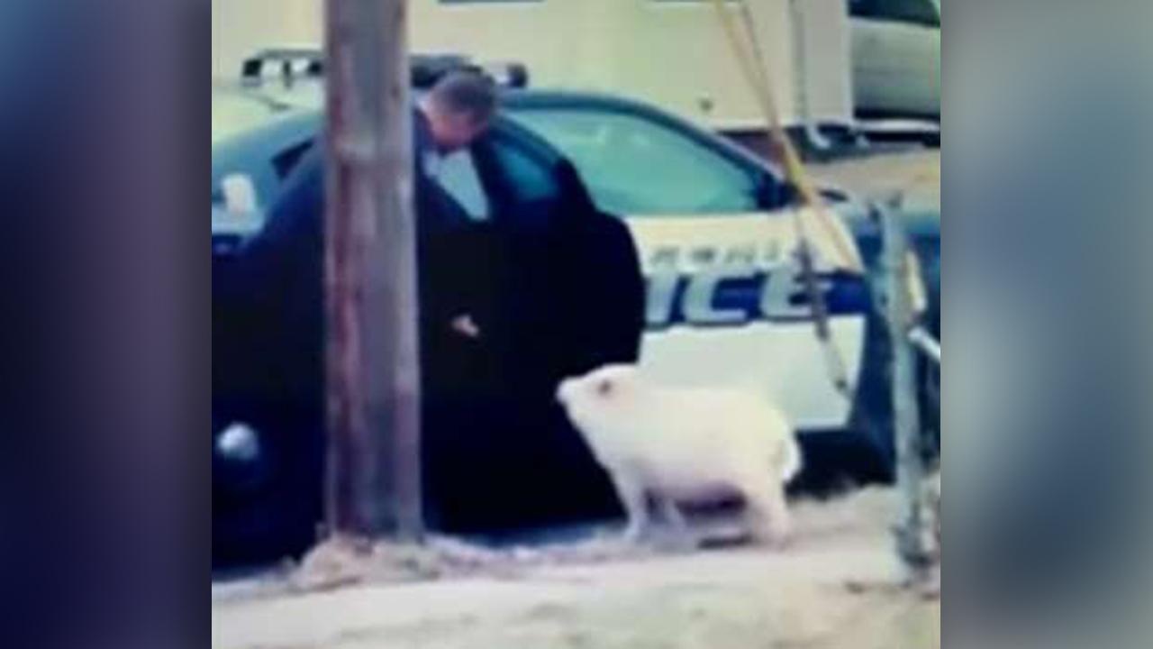 Police use slice of pizza to lure runaway pig in Ohio
