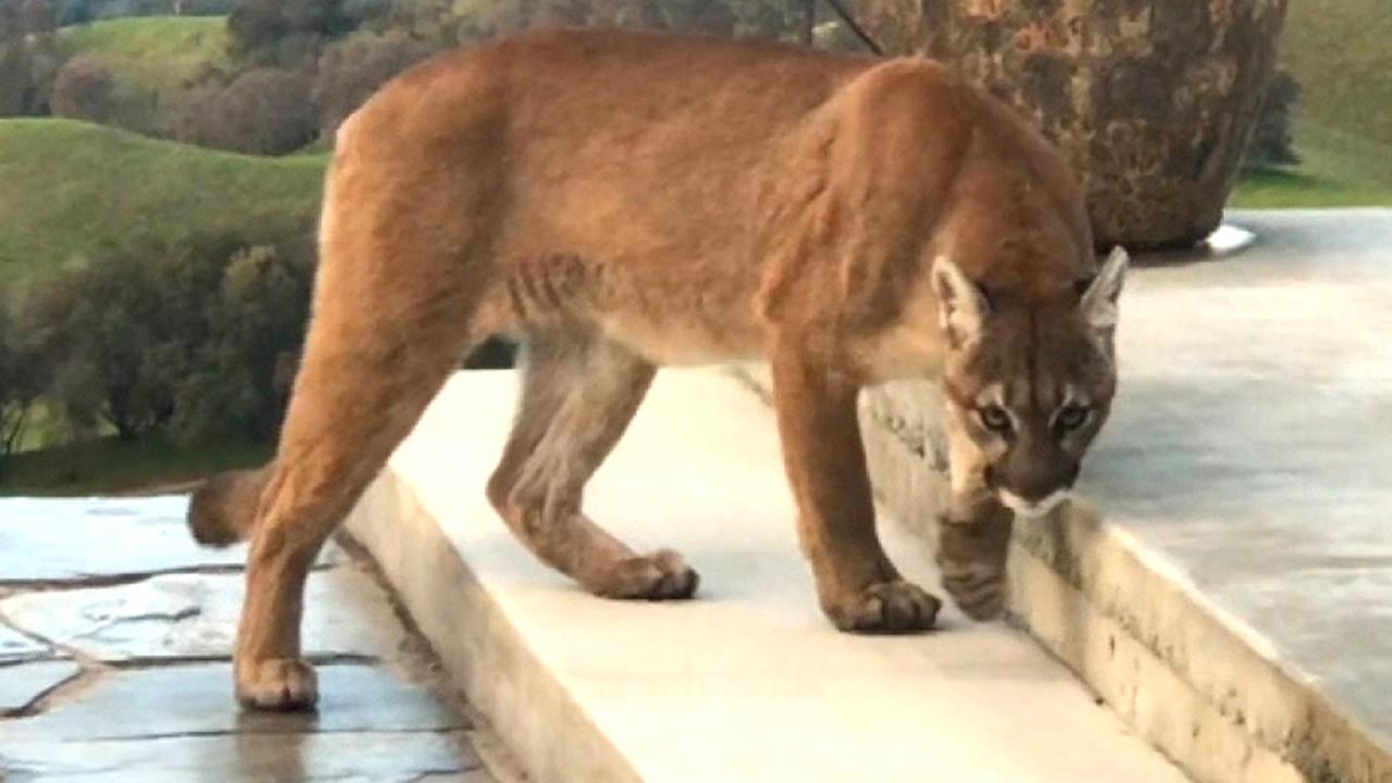 Man records close encounter with large mountain lion prowling around his backyard 