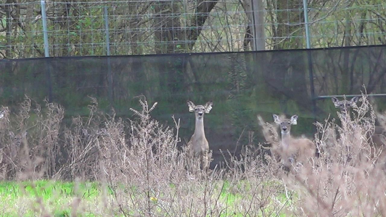 States enforce new regulations to fight 'zombie' deer