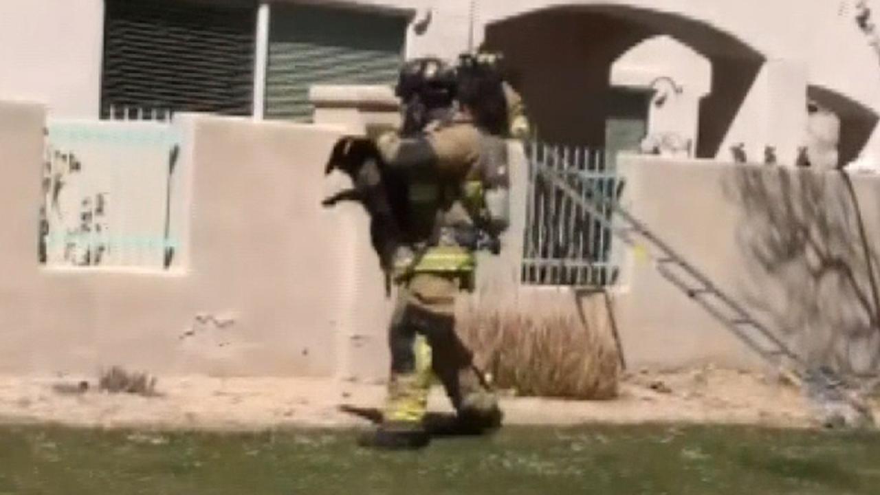 Aggressive bees claim life of dog trapped on patio in Arizona