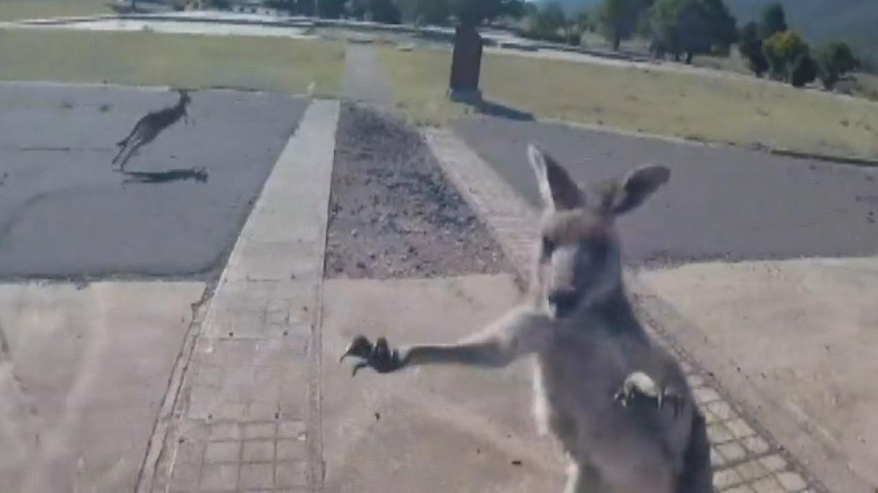 Kangaroo promptly attacks paraglider right after he lands in Australia