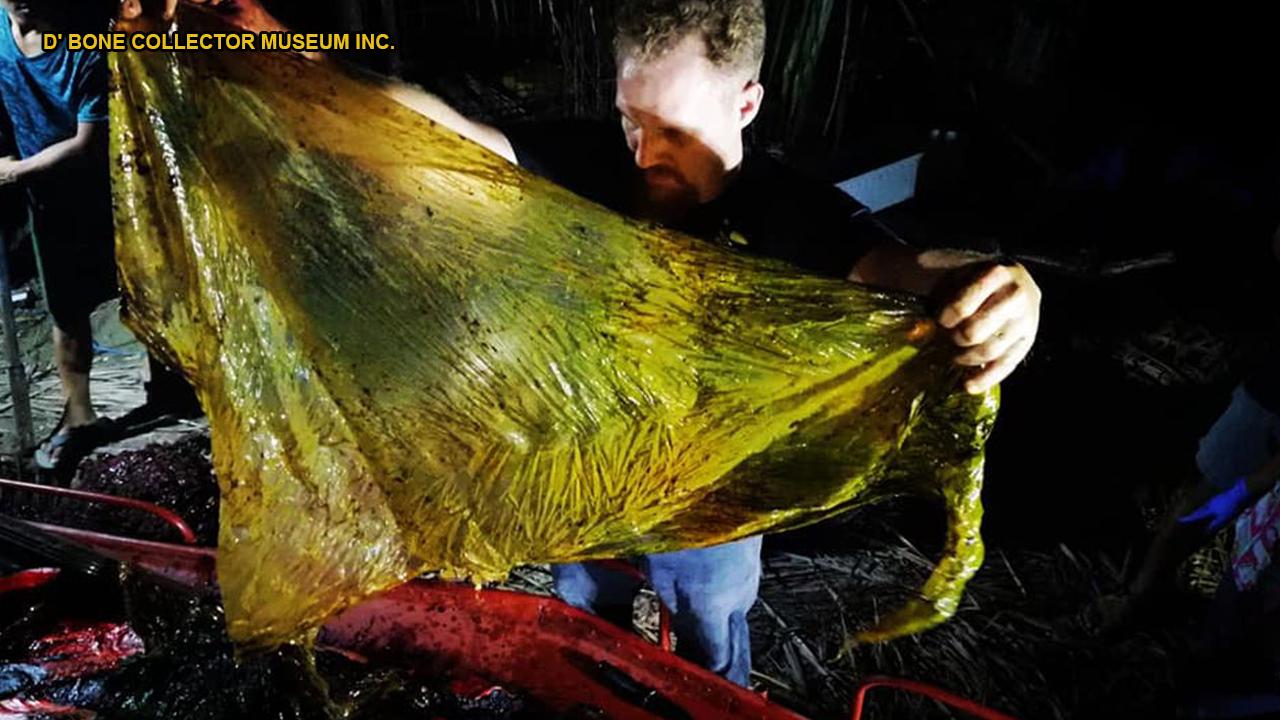 GRAPHIC IMAGES: Disgusting' 88-lb mass of plastic bags found in dead whale's stomach