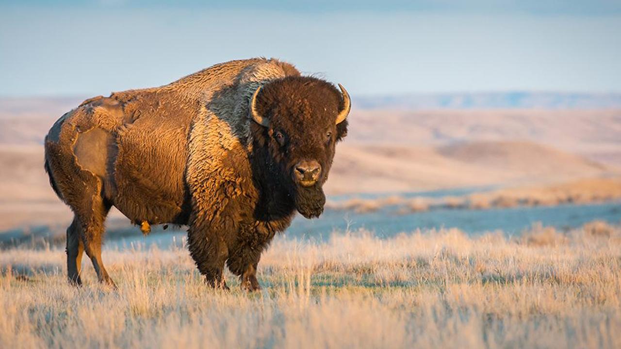 Massive bison does 'happy dance' to welcome spring